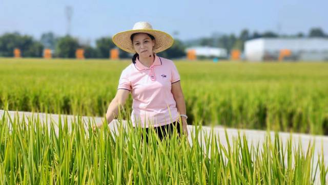 广州市从化区农业技术推广中心副主任、高级农艺师邓彩联