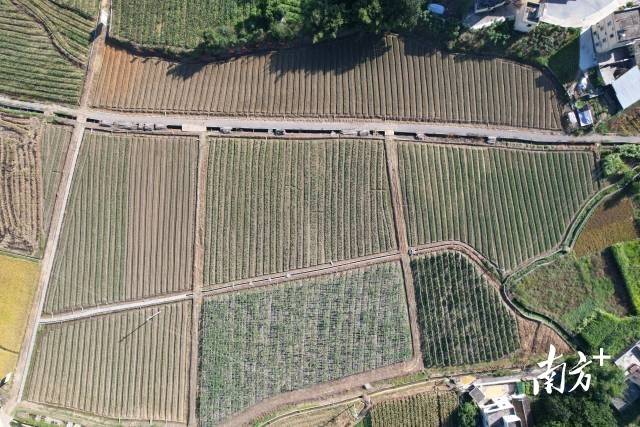 南方农村报 李嘉镓 制图