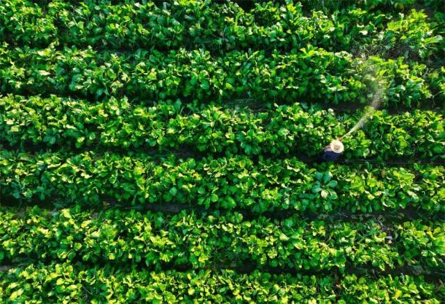 广州市增城区的迟菜心种植基地。