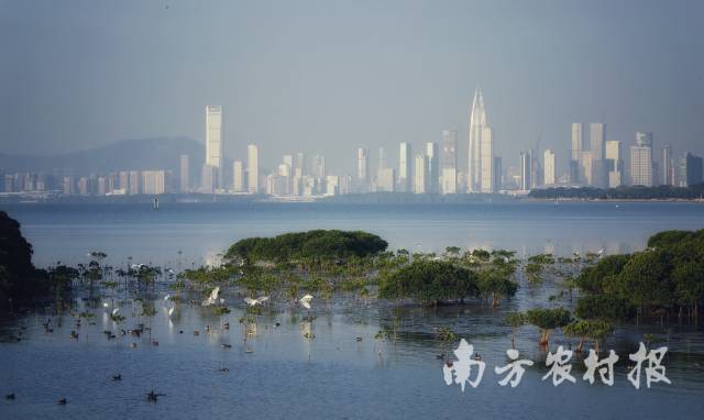 两市震荡下跌 酒店餐饮板块逆势活跃