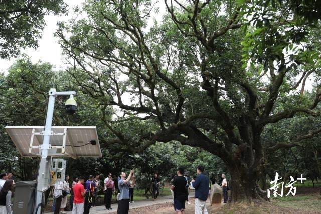倒计时10天!2024广东乡村休闲大会,“村播”带你游乡村