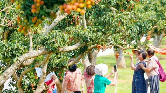 广东荔枝的最新消息，在茂名这场新闻发布会里——