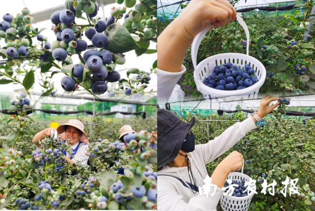 位于广州增城的广东乡丰特色水果产业园内 水肥一体化种植的蓝莓陆续成熟。 （来源：增城发布） 