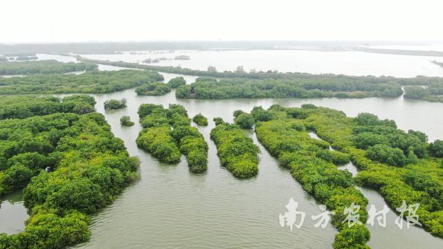 红树林生态湿地