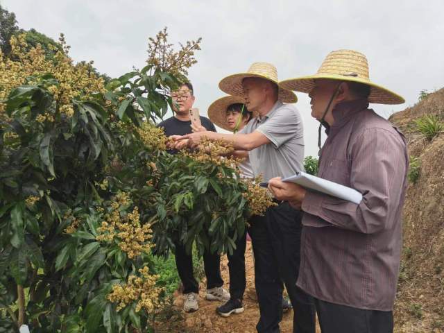 呂華強(qiáng)（左三）與同事們在試驗地里觀察荔枝樹情。