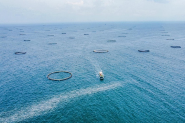 广东阳江市大镬岛深海网箱养殖基地。