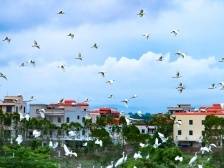 岭门镇海坡村：小渔村升级再出发｜茂名典型村一线行⑩