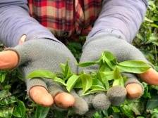 深汕赤石：一棵“明溪茶”带动致富路｜“百千万工程”深圳一线报告