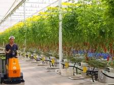 从看天吃饭到看屏“种地”，珠海斗门现代农业的“新玩法”