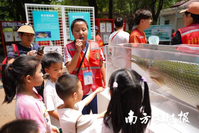 赵无墨小讲解员现场为大家讲解鳄雀鳝的危害。