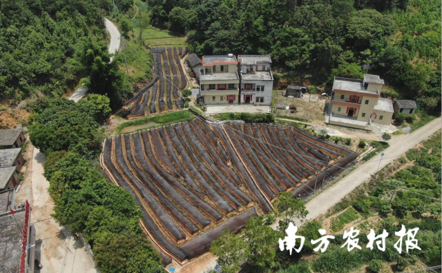 旺洞肉桂種植基地,。