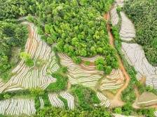 因地制宜实施“百千万工程”，蕉岭蓝坊各村动力足|“百千万”镇能量