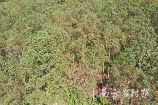 樟树-家系测定林