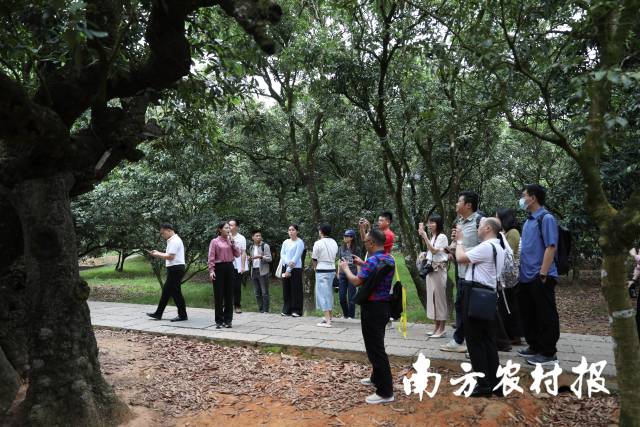 何霞（左二）在柏橋村荔枝種植園為訪客講解。 柯學潛 攝 