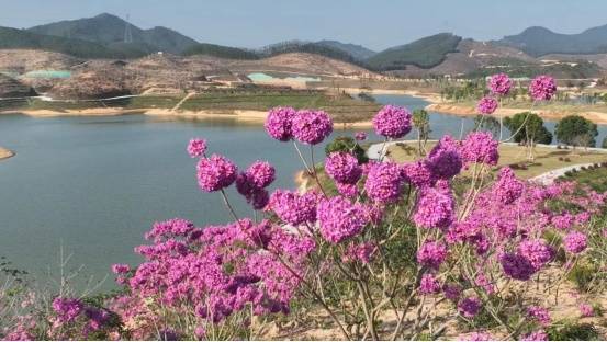 江门市鹤山市宅梧镇青年水库岸上，山花灿烂。