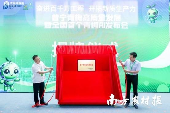 普宁青梅采购商联盟揭牌。