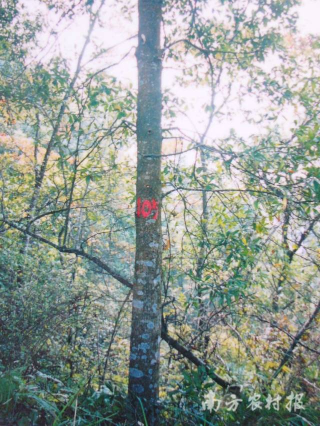 木荷-原生优树