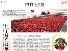 让“土特产”长成大产业｜速览《南方日报·电白视窗》167期
