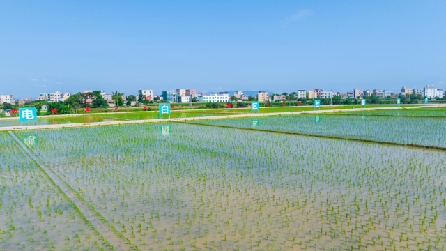 林头镇文车村丝苗米种植基地助推种业“育繁推一体化”升级发展。