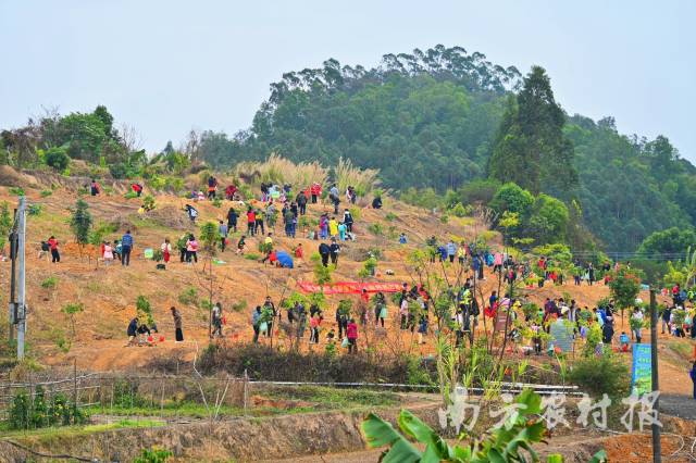 第六届广东林业腾讯网友植树节市民植树现场 第六届广东林业腾讯网友植树节市民植树现场