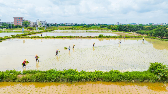 林头镇文车村丝苗米种植基地助推种业“育繁推一体化”升级发展。
