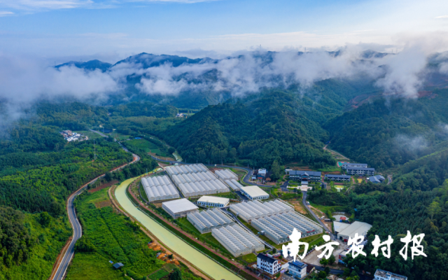 清远市连樟村以果菜茶省级现代农业产业园建设为载体，推动乡村经济发展、带动农民增收。