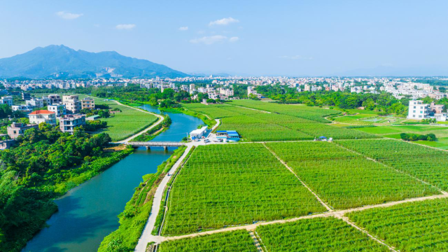 霞洞镇大村村里，产业园将水稻种植、自2023年起，