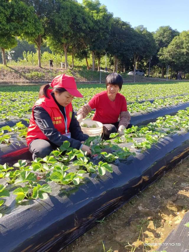 广东乡土专家、农技服务“轻骑兵”洪梅香（左）服务草莓种植。