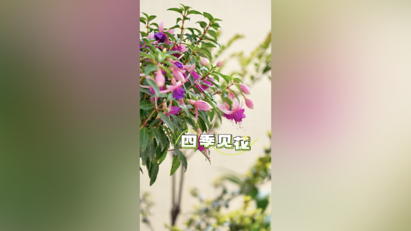 推窗见绿，出门见景，四季见花……这样的宝藏小院，你慕了吗？