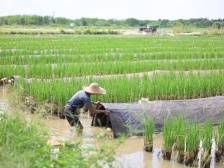 1.22亿元！珠海首批“百千万工程”专项资金实现专户直达