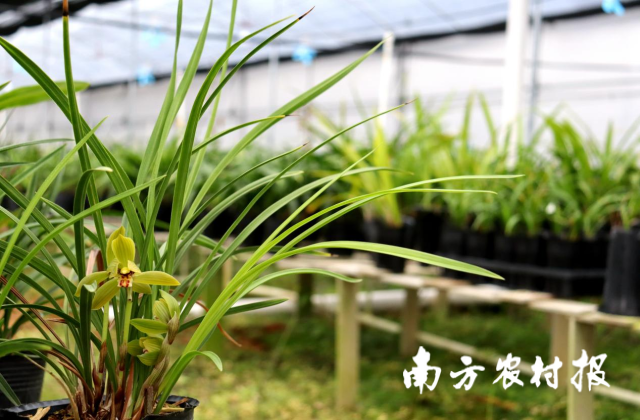 在郵儲(chǔ)銀行韶關(guān)市分行的資金支持下,，翁源縣某蘭花企業(yè)培育的蘭花備受國(guó)人喜愛(ài),，銷往全國(guó)各地。