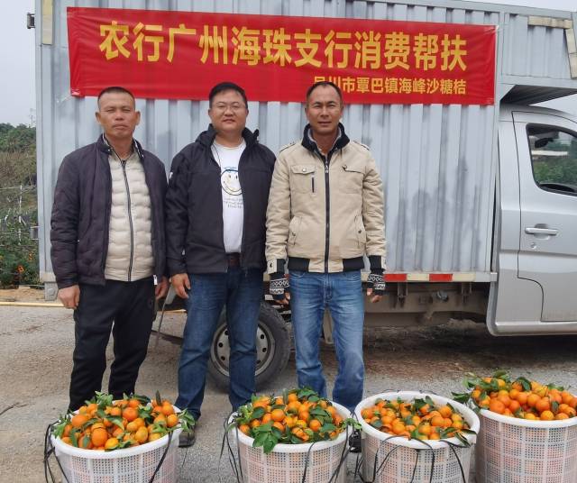2022年春，農(nóng)行廣州海珠支行開展消費幫扶,，銷售覃巴鎮(zhèn)砂糖桔2800斤,。