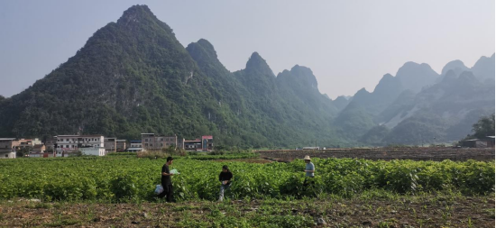 田鈴教授團(tuán)隊(duì)在田間對(duì)桑樹(shù)害蟲(chóng)進(jìn)行采樣