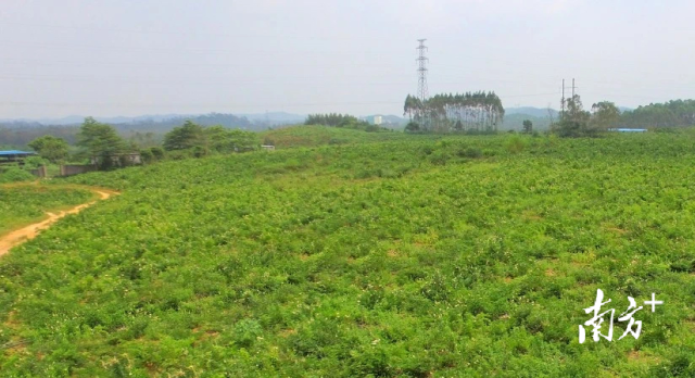 陽江市陽東區(qū)牛大力產(chǎn)業(yè)園種植基地,。  