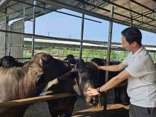 95后高州新农人养了一支“牛兵团”|我在家乡筑梦想①