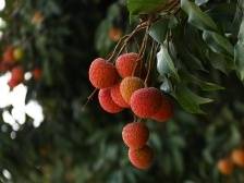 仙品荔，乌塘高枝滋养的诗意和果实 | “仙品荔”征文作品②