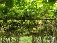 蓬江上巷村：网红“凉瓜村”的逆袭路｜江门典型村调研