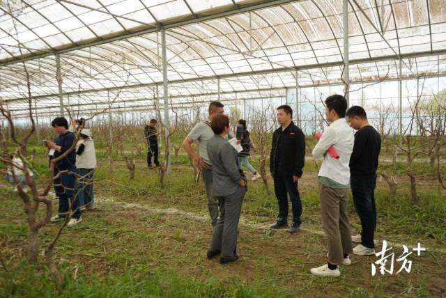 采购商来到五十一图唐驿镇四连西梅标准化栽培示范园。