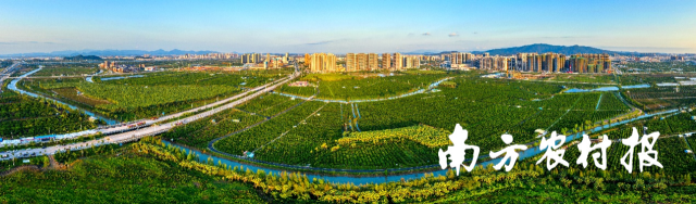 新会柑种植基地 新会柑种植基地