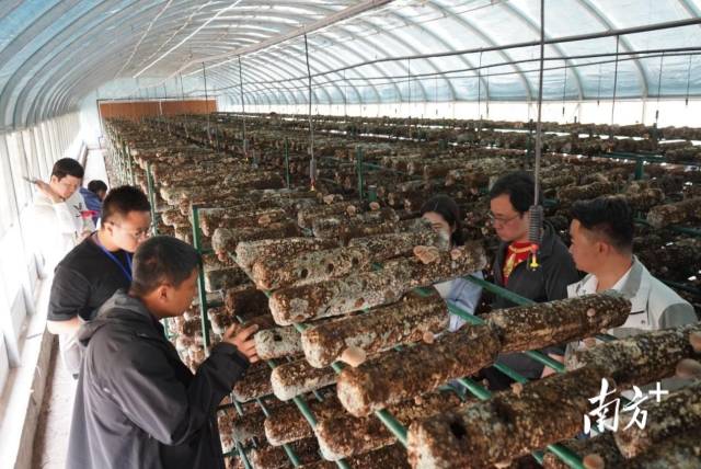 采购商来到五十一图唐驿镇四连香菇种植示范基地。