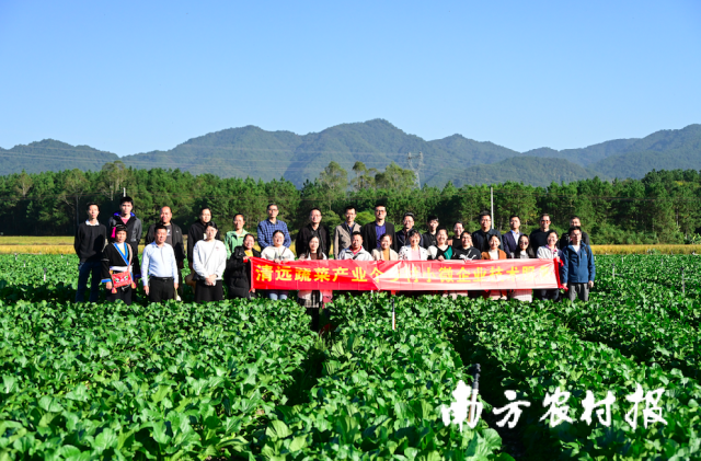 专家团队到连州菜心种植现场调研。