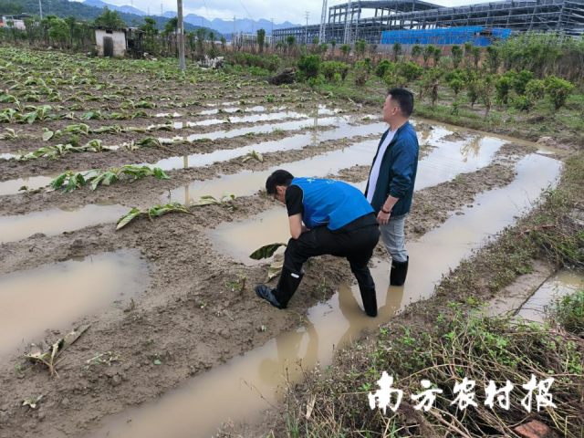 中国太保产险工作人员查勘受损情况。