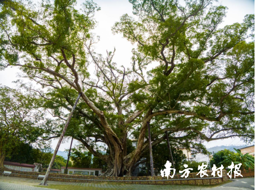 云浮“森林小镇”加益镇，一株百年“雅榕王”在人们的悉心照顾下生机勃勃