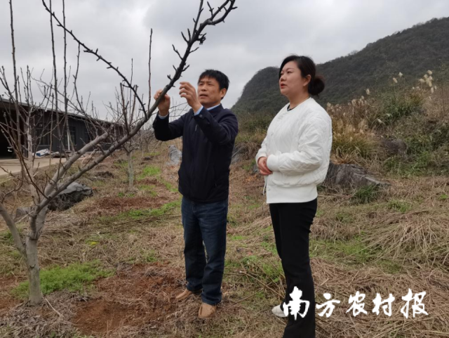 在连州市政府、小微企业项目的支持下，李欣的连州水晶梨产业项目逐步走上正轨。