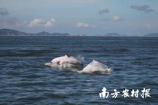 中华白海豚主要分布地包括珠江口至海陵岛沿岸