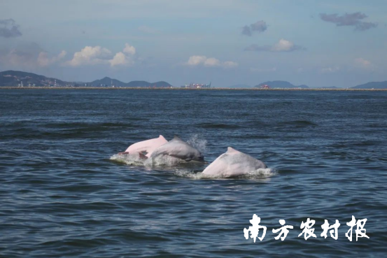 上交所本月调查343起异常交易行为 13种行为被监控