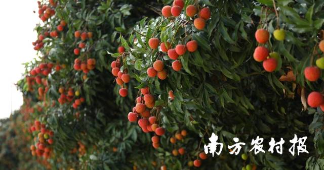 仙品荔中藏着一片海  | “仙品荔”征文作品⑤