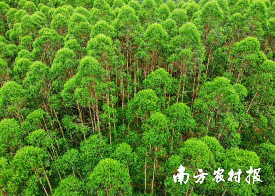 江门开平磨刀水林区种植的桉树林