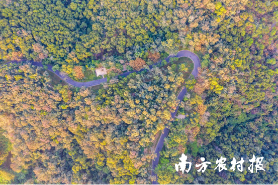 广东省深圳市福田区莲花山公园航拍风光