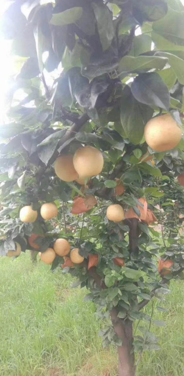 连州市黄氏飞鹅坪家庭农场种植的水晶梨（资料图片）。